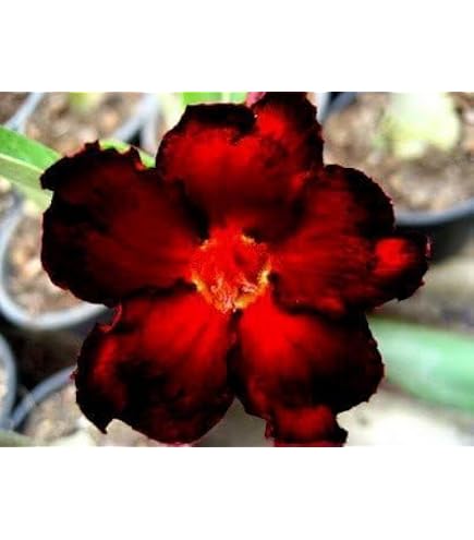 5x Pachypodium Saundersii Samen – Madagaskarpalme, Caudexpflanze, Seltene Sukkulente
