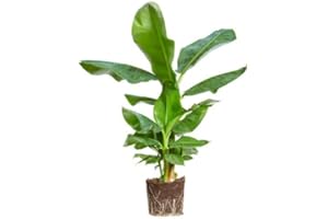 Platanera | DECOALIVE | Musa Tropicana | Bananera Planta Interior | Planta Natural