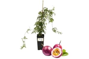 P. Piantine da Orto | Frutto della Passione - Passiflora Edulis - Maracuja, Vaso 2 L, Pianta Pronta per il Trapianto, Pianta Vera da Esterno, Frutti Esotici, Vivaio Italiano