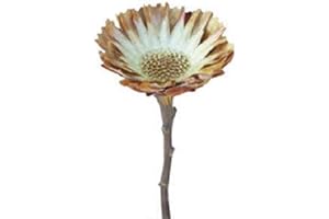 RiloStore 15 STK Protea Rosette Creme Exoten Trockendeko Proteas Gestecke Allerheiligen Naturdeko Herbstdeko Trauerdeko