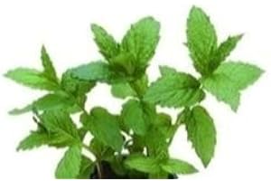 Just Seed Herb - Peppermint - Mentha piperita - 100 Seeds - Small Pack