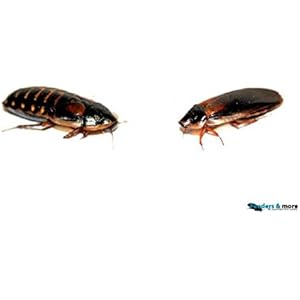50 große Waldschaben, Schaben in 1 Dose praktisch verpackt, Futterinsekten Futtertiere