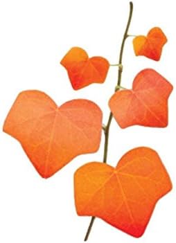 jileSM Maple Leaves Shaped Sticky Note Memo Convenience Sticker
