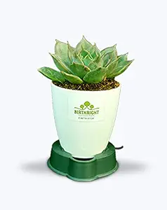 BIRTHRIGHT Natural Live Succulent Plant (Echeveria elegans Rose, Mexican Snow Ball) with Plastic Pot