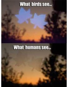 Window Alerts - Leaves