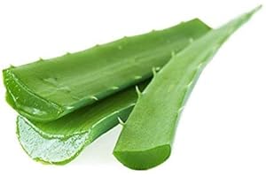 Veenas Fresh Aloe Vera Leaves | 2 Piece | Improve Skin and Prevent Wrinkles | Aloe Vera Juice Source of Antioxidants| Fresh Leaf | Indian Origin