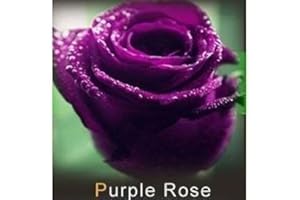 les colis noirs lcn Lot de 20 Graine Rose Rosier Mauve