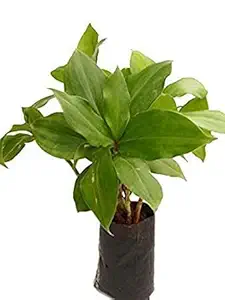 Desi Gardener Costus Igneus Insulin Live Medicinal Plant,Garden Rare Insulin Costus igneus Ayurvedic Medicine Live Plant,Insulin Plant Dibetic Costus Igneus Rare Specimen