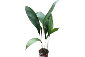 GARDEN MARKET PLACE Indoor Plant -House or Office Plant - Aspidistra elatior - Cast Iron Plant 45cm