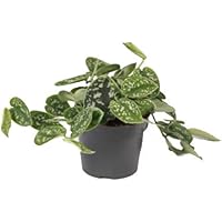 Efeutute, Scindapsus, (Epipremnum aureum) Sorte: Pictus, gepunktetes weiss-buntes Blattwerk, rankend, Ampelpflanze…