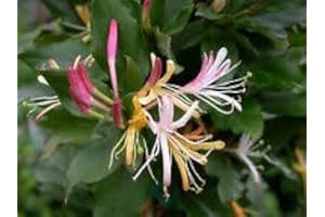 COUNTRY CLIMBERS & GARDEN FAVOURITES Lonicera Japonica Purple Queen Honeysuckle Fragrant red and Cream Flowers 1 Litre Pot
