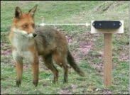 Nite Eyes-protection from foxes badgers and deer