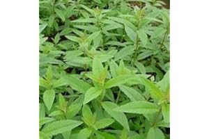 PARK FARM PLANTS Verbena: Lemon (Aloysia triphylla)