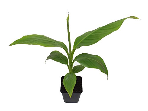 winterharte Banane Musa basjoo Banane – sehr schneller Wuchs - 4