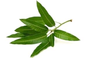 Swathi Fresh Mango Leaves 10Pieces Green Mango Leaf Ideal for Traditional Indian Rituals and Home Decoration Fresh, Green, and Organic Mango Leaves