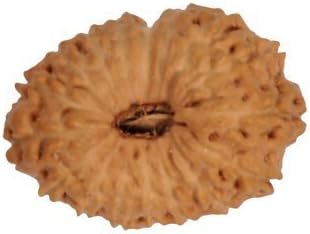 BuyRudraksha Indonesian Barah Mukhi / Twelve Faced Rudraksha Beads