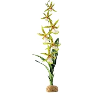 Exo Terra Spinnen Orchidee