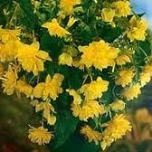 Cottage Garden Bulbs: PENDULA Begonia x 10 Bulbs / Tubers, Hanging Baskets - Available in RED, PINK, YELLOW, ORANGE &amp; WHITE - Free UK P &amp; P (Mixed Colours)