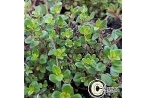 HORTIFLOR BUREAU Thym serpolet - Thymus serpyllum (lot de 3 pieds)