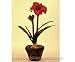 Produktbild Amaryllis künstlich, sehr naturgetreu, Höhe 60cm mit Topf - Kunstpflanzen Kunstblumen Deko Blumen