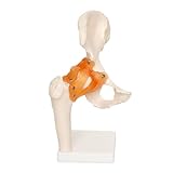 66fit HUMAN HIP JOINT