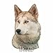 Produktbild Aufkl. Siberian Husky, (K)