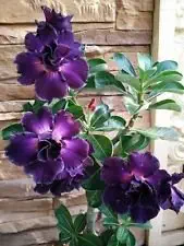 Gtech Garden adenium Desert Rose purple Live plant