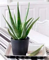 Creative Farmer Aloe Vera Less Care Air Purifying Office
