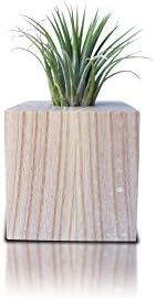 Wooden Flower Pot With Air Plant Tillandsia Ionantha Rubra - Plant Pot Holder 8 cm - Home Office Decoration Indoor Outdoor