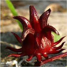 Hibiscus Sabdariffa, Tee-Malve 10 Samen, Roselle Machen Sie Ihren eigenen Tee Hibiskus - 2