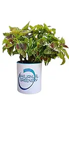 BHAJANLAL GREENERY Ceramic Mug (Set-1)