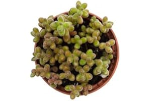 DECOALIVE Mini Planta Suculenta Sedum Rojo Sedum Rubrotinctum