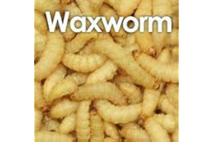 NOLANSEND larvae 15-25mm / 1 x 100 (30g) z