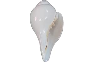 GENERIC Esclusivo Conch religioso indù Puja che soffia (Bajanewala Puja Shankh) 3 pollici Home Temple Diwali