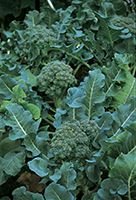 Just Seed - Gemüse - Calabreser - Green Sprouting - 500 Samen
