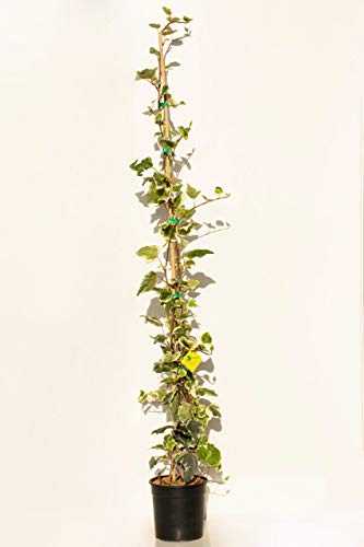 PLANTI' pianta vera da esterno HEDERA algeriensis 'Gloire De Marengo' edera ornamentale rampicante edera in vaso diametro 19cm altezza 1,50m