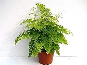 Adiantum VAR Fragrans Fern House Plant in a 12 cm Pot. Maidenhair Fern