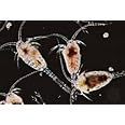 10x Live Copepods 100ml, Live Fish Food for Tropical Marine Fish Treat