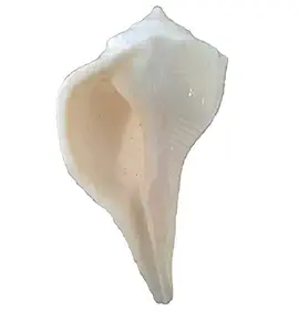 DivineTemples Small Sized Dakshinavarti Pooja Shank