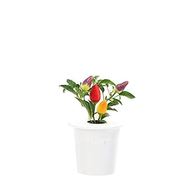 Click & Grow recharges pour jardinière Smart Herb Garden Piment Pack de 3