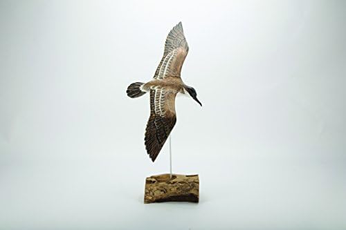 Archipeligo Shearwater in flight