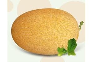 Shopmeeko 50 - Frais Rares YUBARI King Melon * Livraison Gratuite: 2