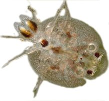 Wurmmittel Fische, Parasitenmittel Koi – wurmfrei, karpfenlausfrei, Parasitenbekämpfung mit Cyromazin – beseitigt schonend, dauerhaft und nachhaltig Würmer und andere Parasiten im Koiteich und am Koi. Tomodachi Wurmfrei Pro 1L Cyromazin Konzentrat ausreichend für 50.000L Teichwasser - 6