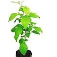 MSK EVER GREEN Live Bel Tree, Bilva Patra, Bel Patra- Plant With Pot