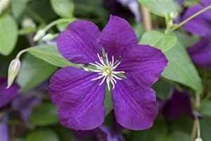 PLANTAPRO Clematis Viticella 'Etoile Violette' Clematis Climbing Plant Grown in Pot (60-100 cm)