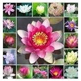 10 Adet Karışık Renkte Lotus Tohumu Nil&uuml;fer Tohumu
