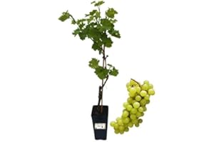P. Piantine da Orto | Italia Vite da Tavola, Vaso 2 L, Pianta Pronta per Il Trapianto, Pianta Vera da Esterno, UVA da Tavola da Mangiare, Vivaio Italiano