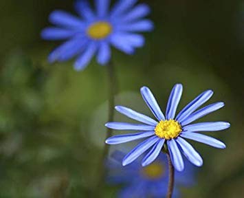 SANHOC Graines Paquet: 50+ Felicia IANA Graines de Fleurs/CUB Scout/Hardy/Attire erflies