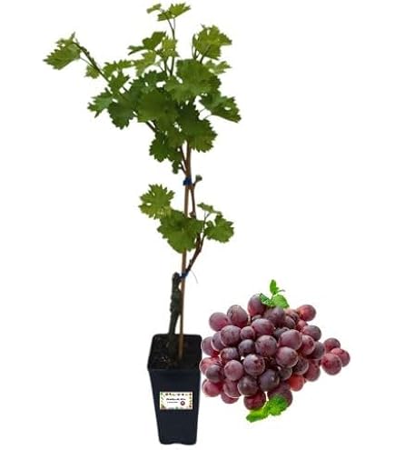 Pianta Di Ribes Rosso In Vaso 5 Litri - Vivaio Italiano, Pronta Per Trapianto, Da Esterno - copertina