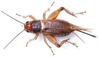 Swell Reptiles Livefood Silent Brown Cricket - Medium (Tub of 500) 8-12mm